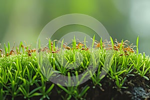 Industrious Ants macro grass. Generate Ai photo