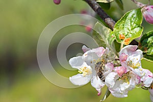 An industrious bee collects nectar on a branch of a blossoming apple tree in early spring