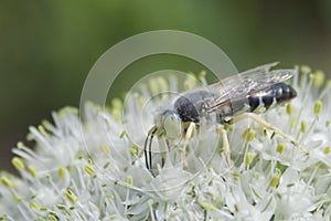 Industrious Bee on Leek Flower