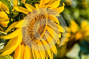 Industrious bee pollinating sunflower