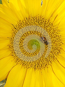 An industrious bees and sunflowers