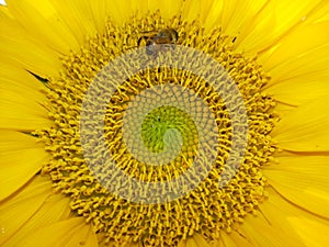 An industrious bees and sunflowers