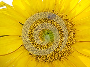 An industrious bees and sunflowers