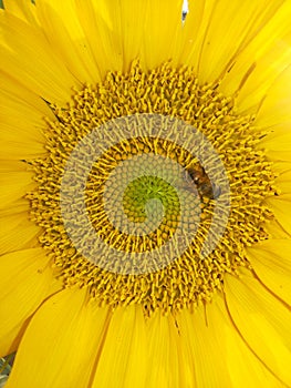 An industrious bees and sunflowers