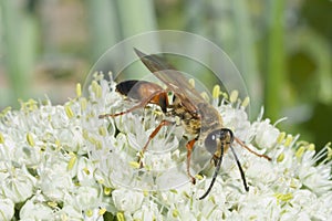 Industrious Wasp on Leek Flower