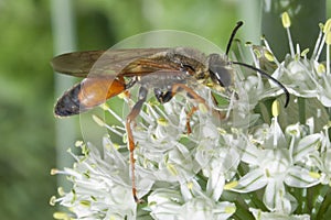 Industrious Wasp on Leek Flower