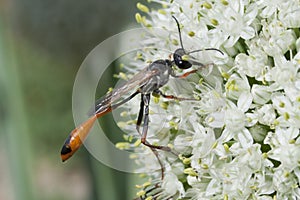 Industrious Wasp on Leek Flower