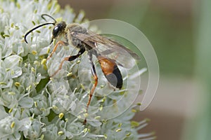 Industrious Wasp on Leek Flower
