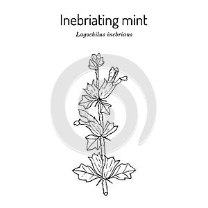 Inebriating or intoxicating mint lagochilus inebrians , medicinal plant