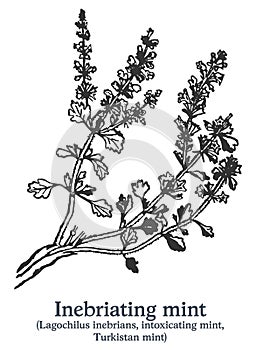 Inebriating mint. Vector hand drawn plant. Vintage medicinal plant sketch.