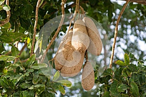 Inedible fruits of evergreen sausage tree, Kigelia africana.