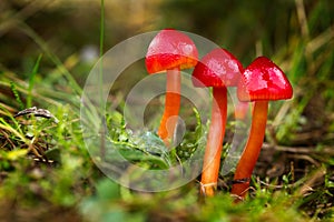 inedible fungus hygrocybe coccinea