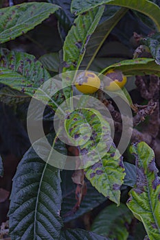 Inedible loquat tree sick of fruit rot. Rottenness plant desease. Eriobotrya japonica