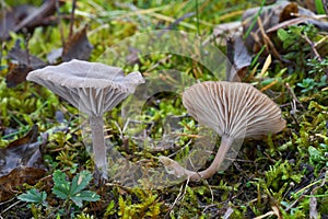 Inedible mushroom Arrhenia obscurata in the xerotherm meadow.