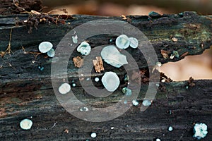 Inedible mushroom Chlorociboria aeruginosa in deciduous forest.