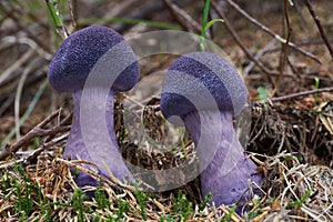 Inedible mushroom Cortinarius hercynicus in the spruce forest.