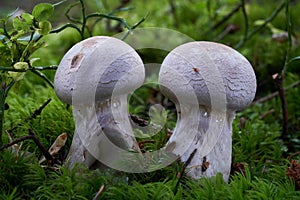 Inedible mushroom Cortinarius traganus in the spruce forest.