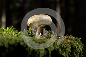 Inedible Mushroom Fleecy Fibrecap (Inocybe flocculosa)