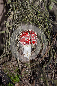 Inedible mushroom fly agaric growing in roots in forest