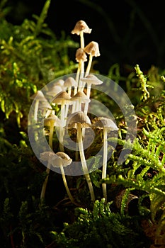 Inedible mushroom Mycena epipterygia in the forest.