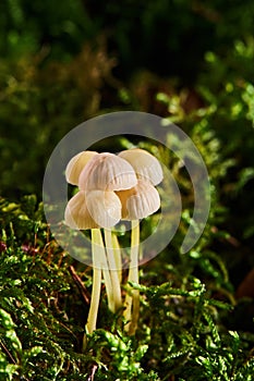 Inedible mushroom Mycena epipterygia in the forest. Known as Yellowleg Bonnet.