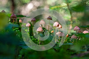 Inedible mushroom Mycena rosella in the spruce forest. Known as pink bonnet. Wild mushrooms growing in the moss