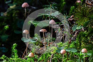 Inedible mushroom Mycena rosella in the spruce forest. Known as pink bonnet. Wild mushrooms growing in the moss