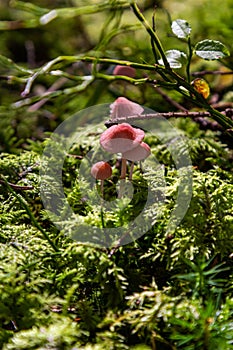 Inedible mushroom Mycena rosella in the spruce forest. Known as pink bonnet. Wild mushrooms growing in the moss