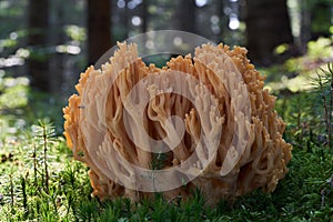 Inedible mushroom Ramaria largentii in the wet spruce forest.