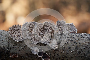 Inedible mushroom Schizophyllum commune in the floodplain forest.