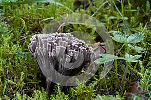 Inedible mushroom Thelephora palmata growing in the forest meadow in the moss and plants.