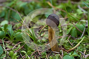 Inedible mushroom Tolypocladium capitatum in the spruce forest.