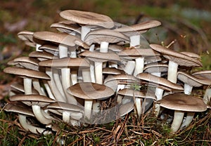 Inedible mushrooms