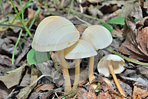 Inedible mushrooms Gymnopus hariolorum, Collibia hariolorum