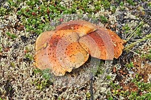 Inedible mushrooms in the taiga.