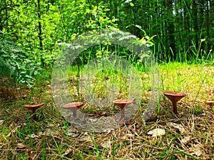 Inedible mushrooms of toadstool growing in the row