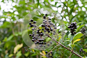 Inedible poisonous black berries at a privet hedge