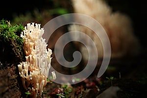 Inedible small mushrooms i