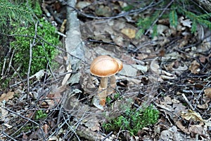 Inedible Spider mushroom grows in the autumn forest under a tree.