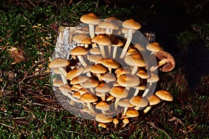 Inedible sulfur tuft or clustered woodlover. Hypholoma fasciculare, sulphur tuft or clustered woodlover.