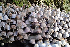 Inedible toadstool mushrooms. The concept of the prohibition of picking and poisoning inedible mushrooms