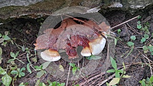 Inedible wild lingzhi sprouting from the ground