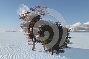 Inexplicable trees in desert