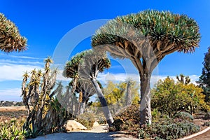 Inez Grant Parker Memorial Rose - Desert Garden