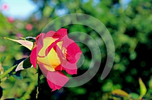 Inez Grant Parker Memorial Rose Garden