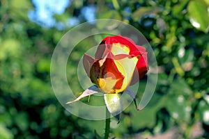 Inez Grant Parker Memorial Rose Garden