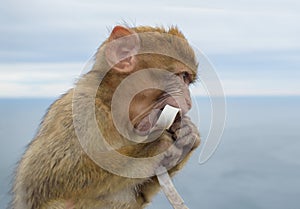 Infant Barbary Ape eating a tasty find