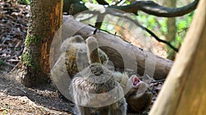 Infant barbary ape lying on the ground laughing