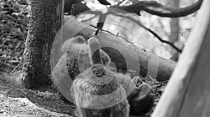 Infant barbary ape lying on the ground laughing in black and white