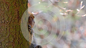 Infant barbary ape on tree looking